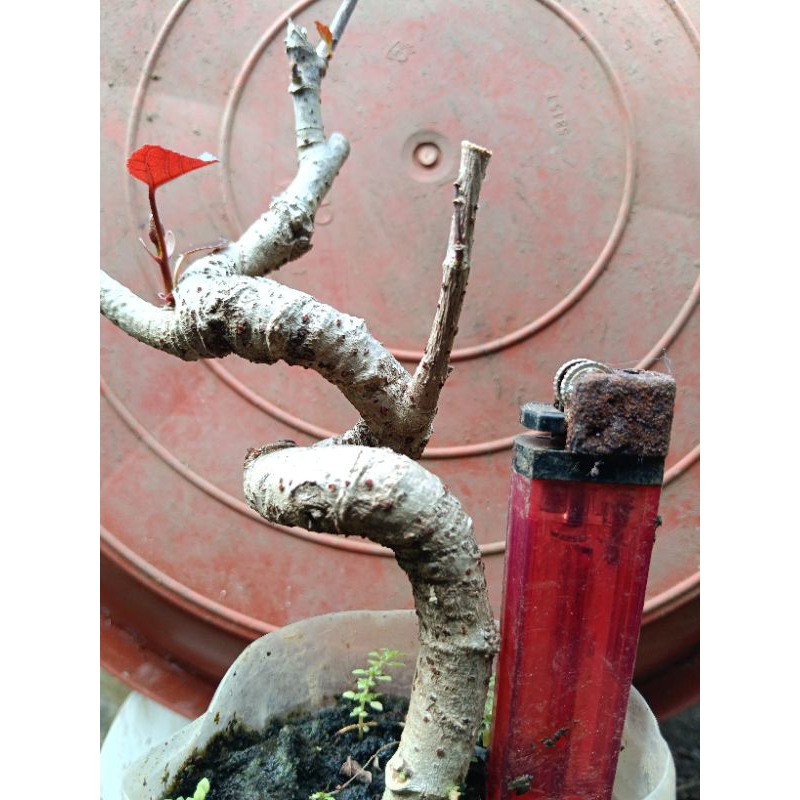 BONSAI WARU MERAH