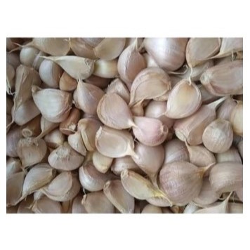 

Bawang Putih Kating Bersih 500 gr