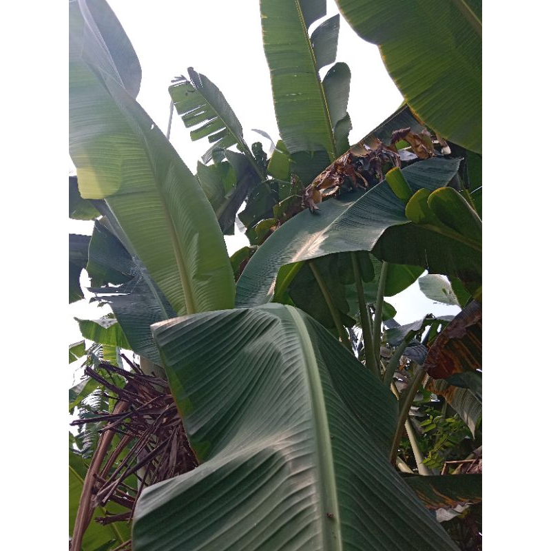

DAUN PISANG SEGAR