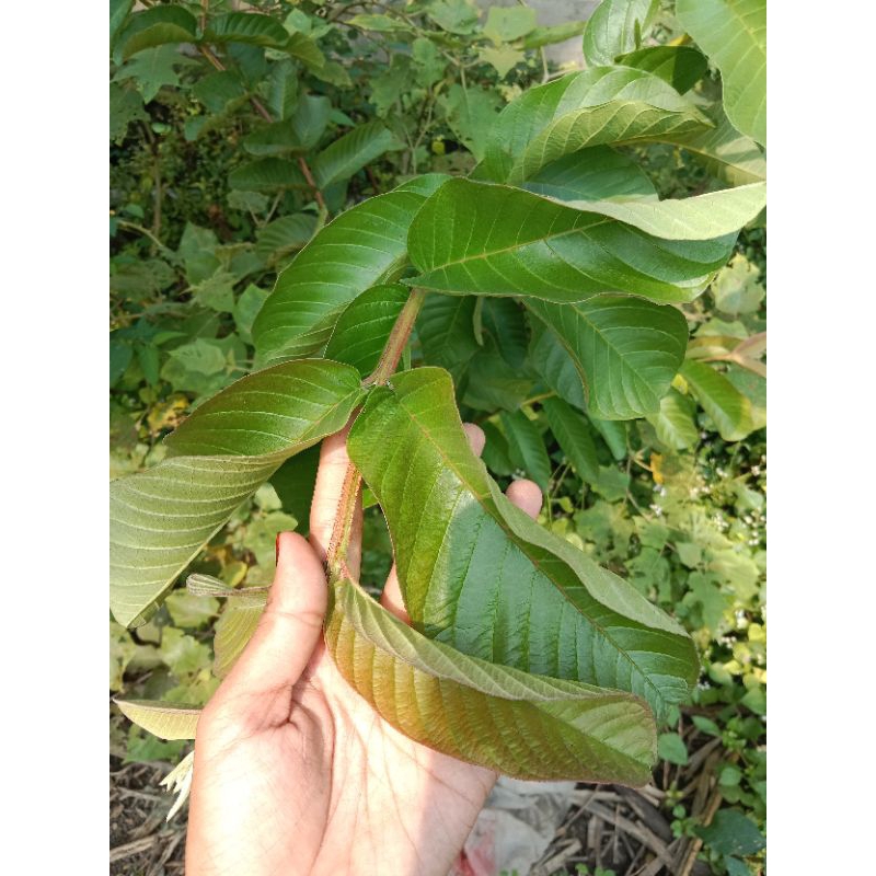 

DAUN JAMBU KLUTUK