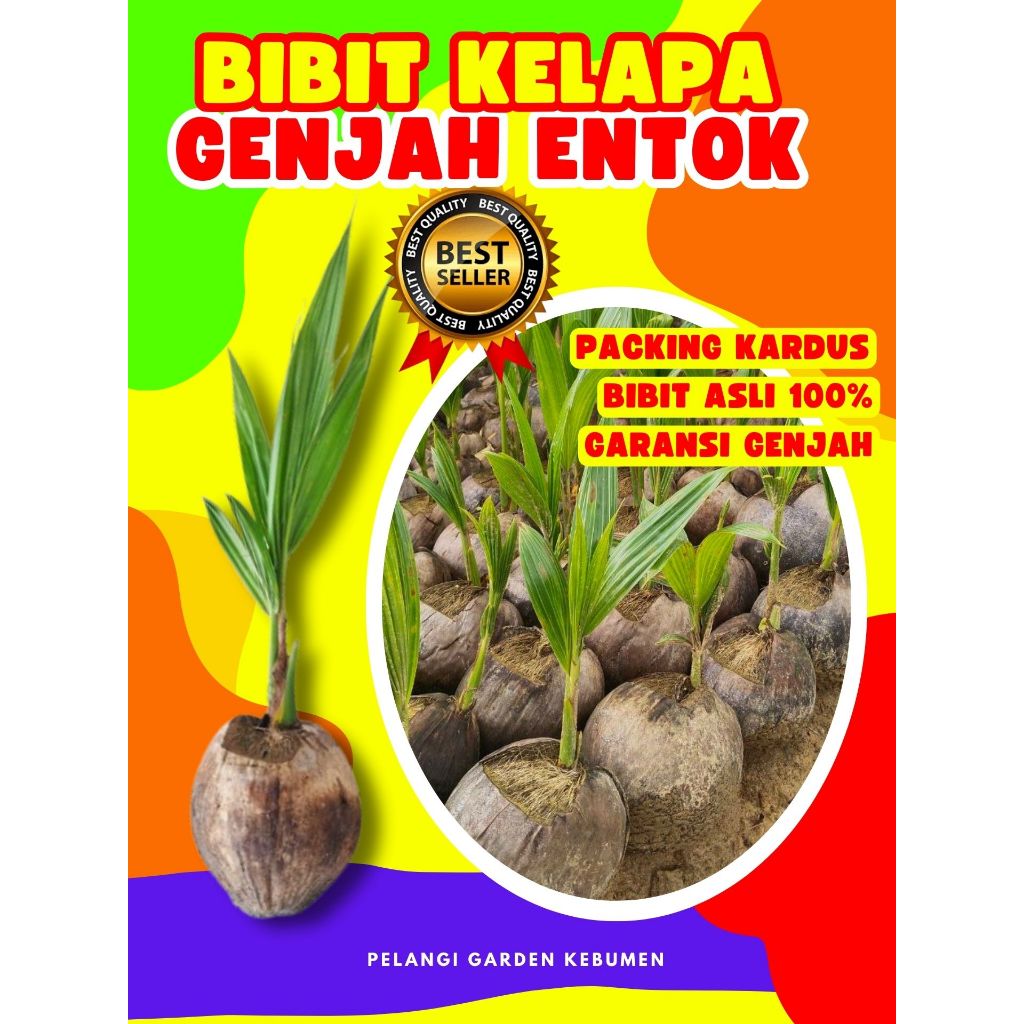 TERBAIK.. Pokok Kelapa Entok Asli, Pokok Kelapa Entok Anakan