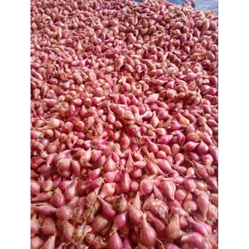 

Bawang merah kecil sedang Asli Brebes