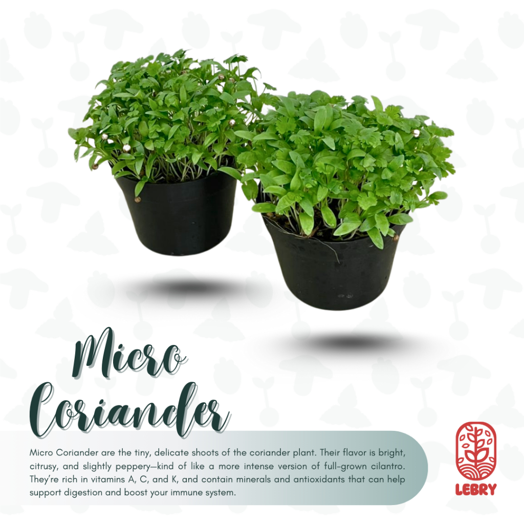 

Micro Coriander