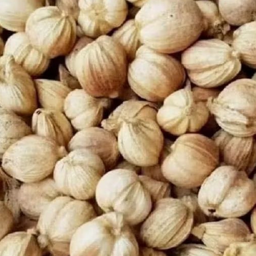 

Kapulaga kering,kapulaga organik 500 grmm uda di cuci berish