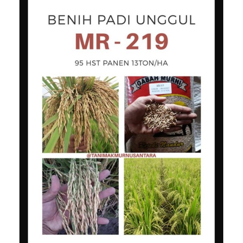 BENIH BIBIT PADI MR-219 PER 1KG