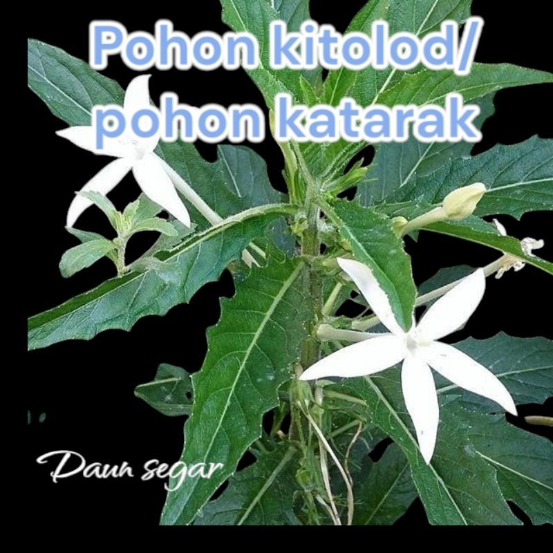 

pohon kitolod /pohon katarak / bibit kitolod segar per bibit