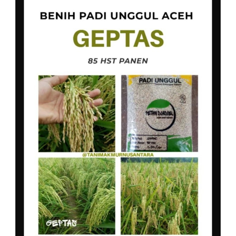 BENIH BIBIT PADI GEPTAS PER 1KG