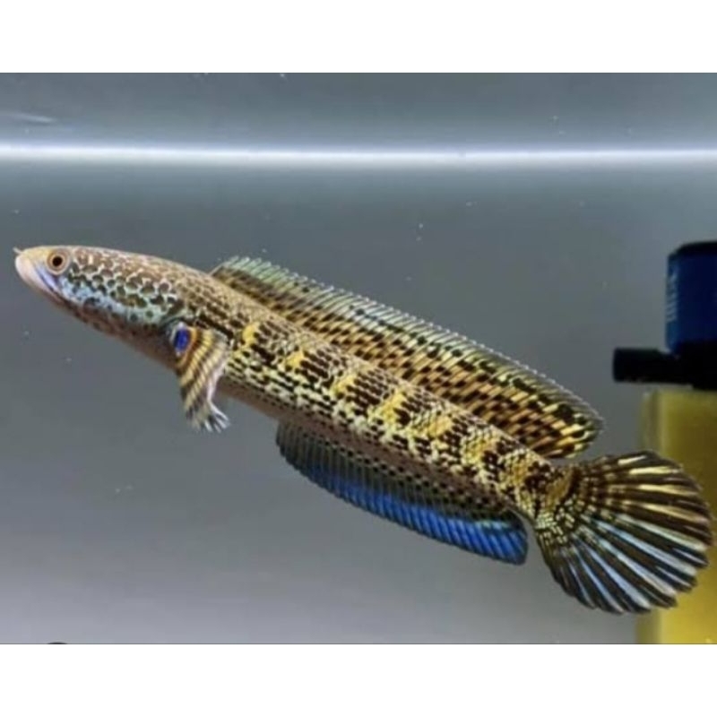 Auranti wc india size belasan