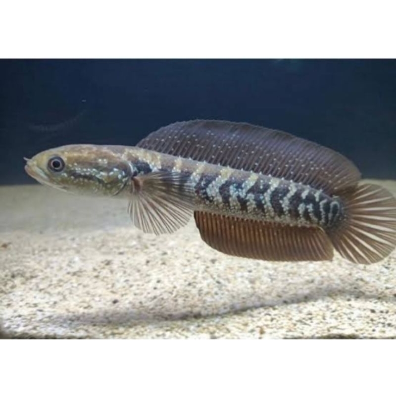 Asiatica ws gondrong size 8cm-15cm