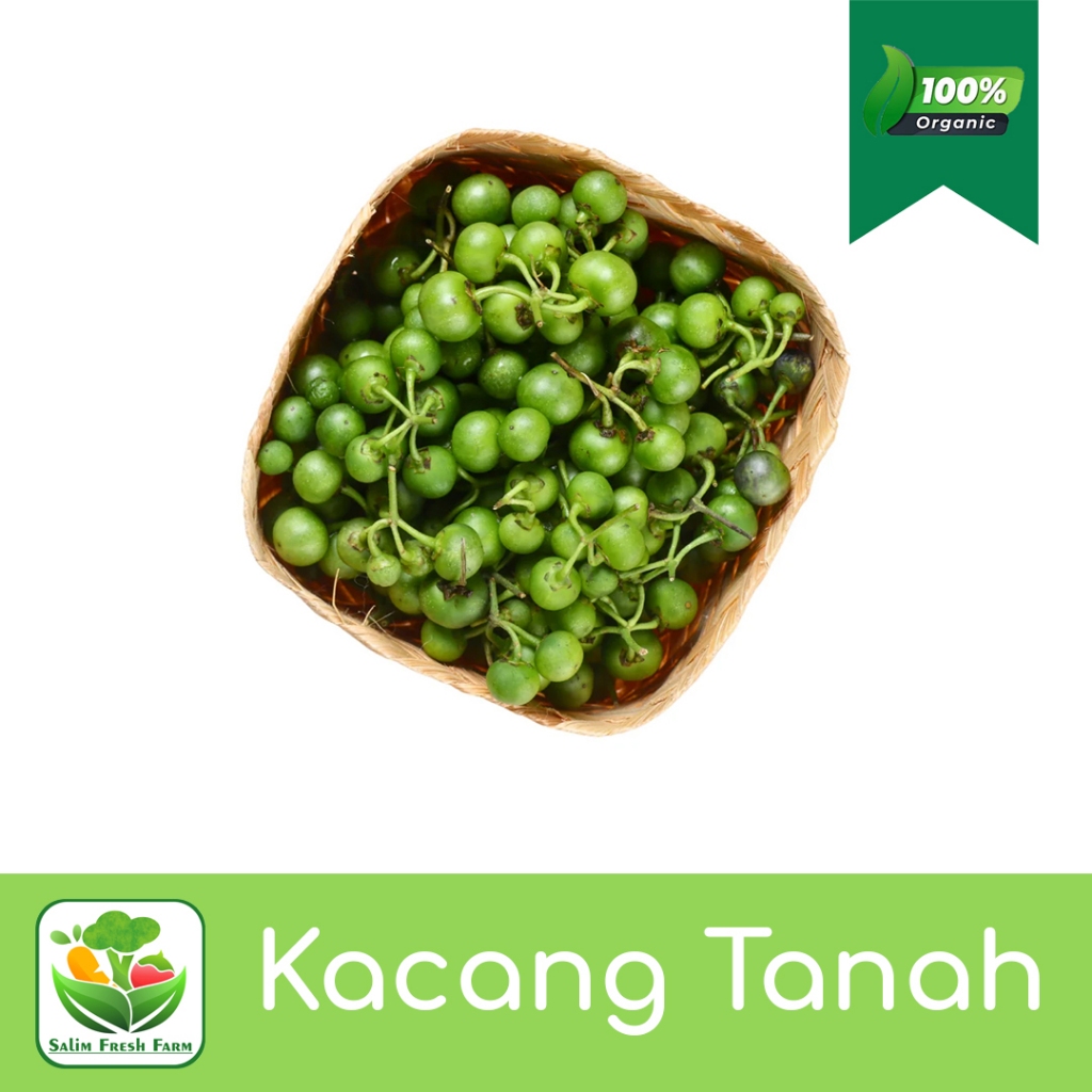 

Leunca Segar / Leunca Segar 1kg / Leunca Sayur / Leunca Lalapan