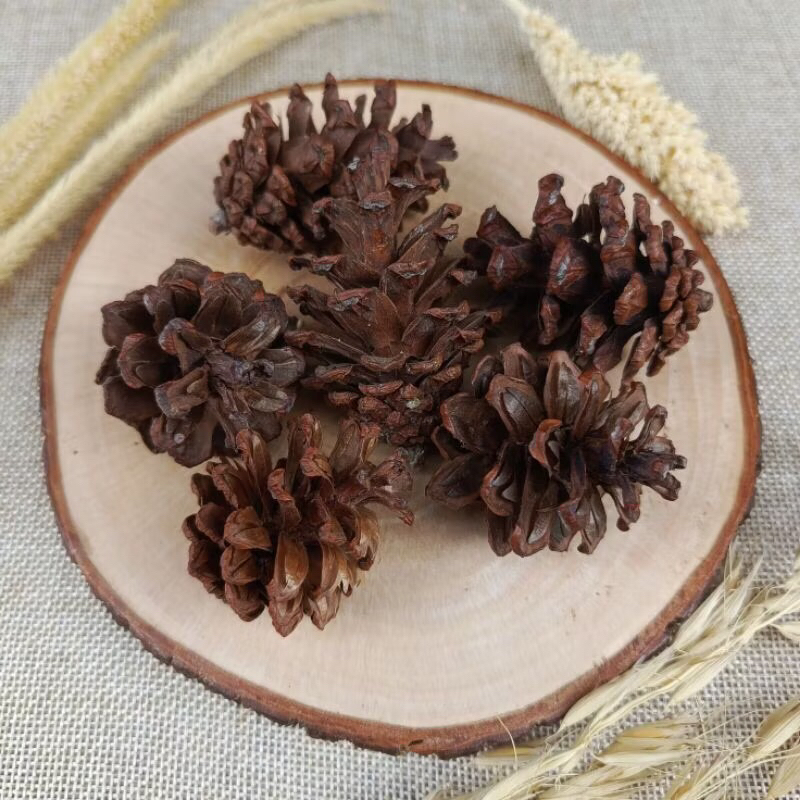 bunga pinus / biji pinus