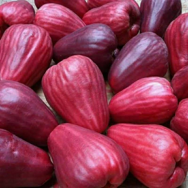 READY Jambu Jamaika, Jambu Bol Organik 1KG MASAK POHON