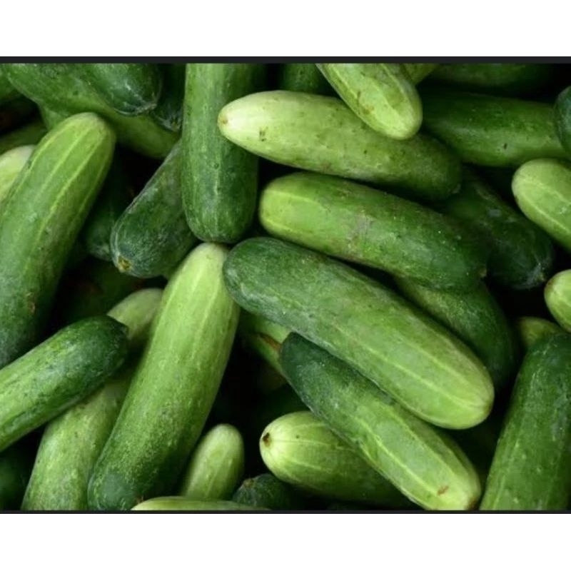 

timun segar 300gr - 450gr