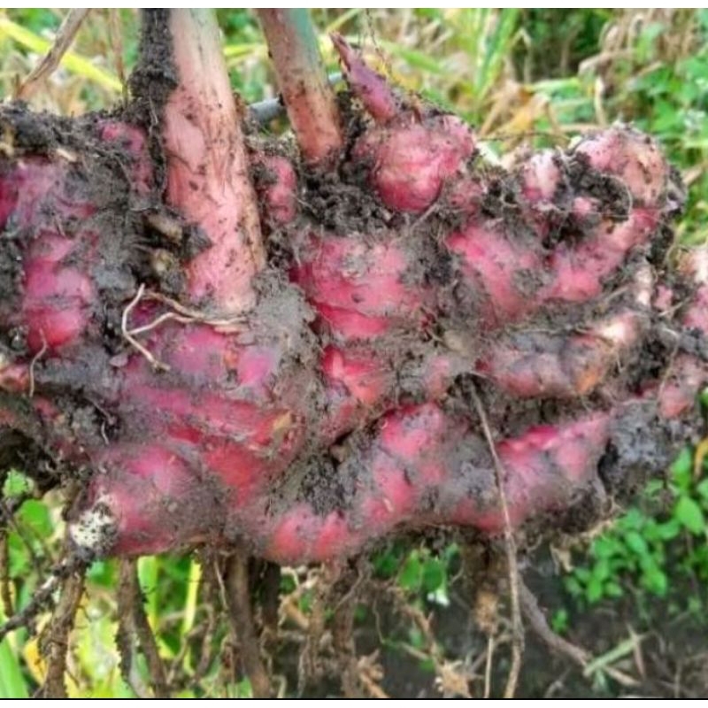 

jahe merah /red ginger segar fresh sangat berkualitas banget banget bagus untuk menjaga tubuh. 1kg stok redy gaskeun
