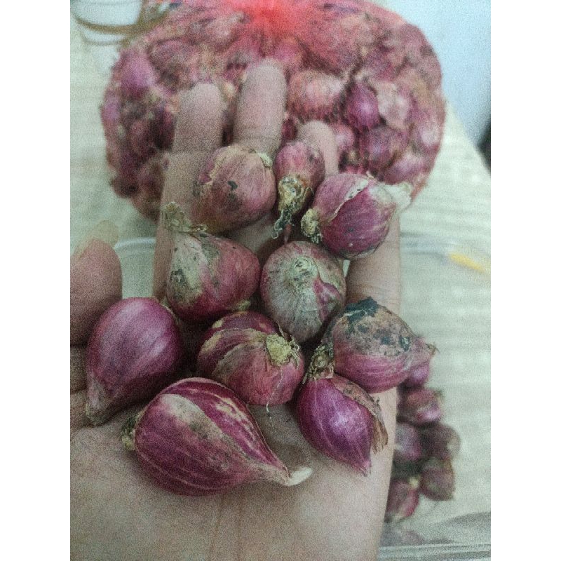 

bawang merah 1 kg