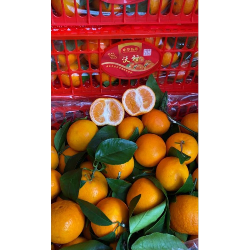 

Jeruk Wogan baby /Jeruk Mandarin 1 krat 6 kg