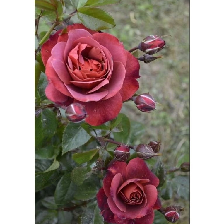 MAWAR IMPORT RED CHOCOLATOS (remaja)