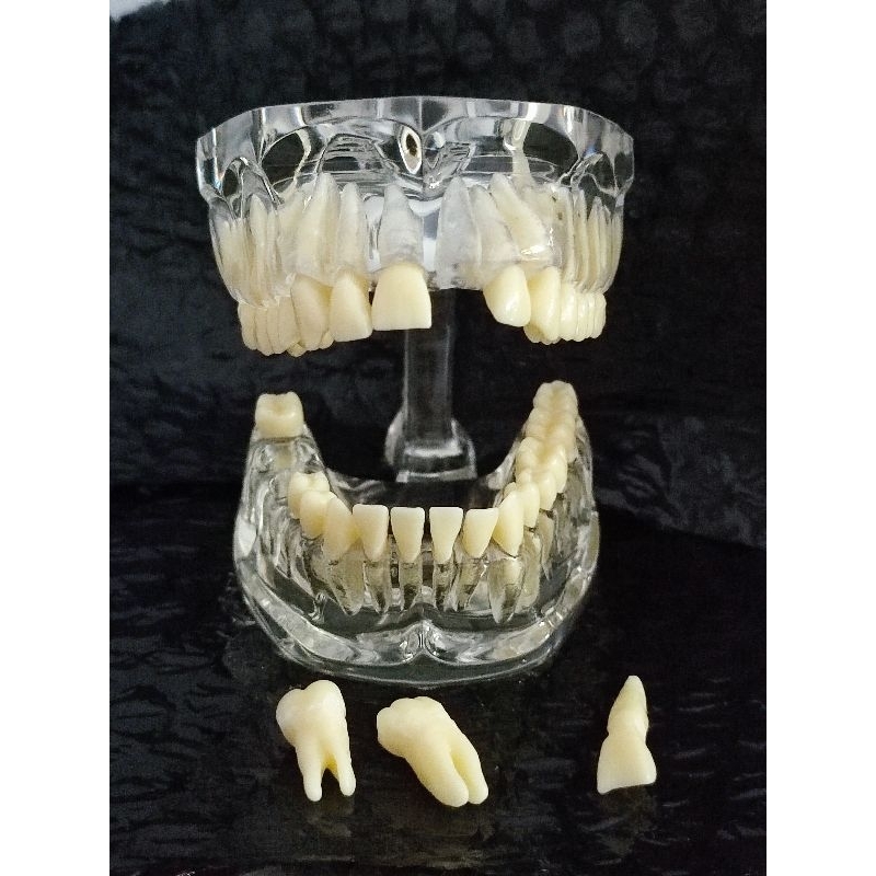 Model Studi/ Phantom gigi bisa Lepas pasang