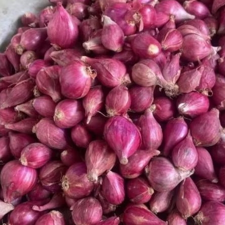 

INSTAN KOTA JAMBI Bawang Merah 200gr