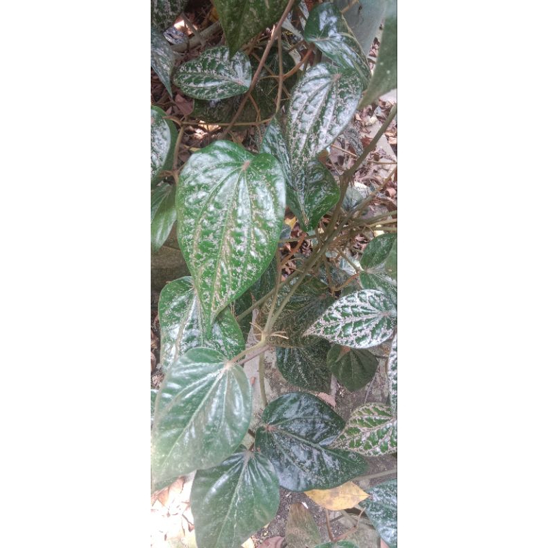 

Daun Sirih Merah Kebutuhan Herbal dan Kecantikan
