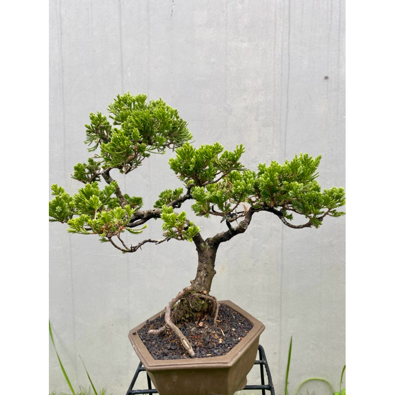 Bonsai Cemara Sinensis