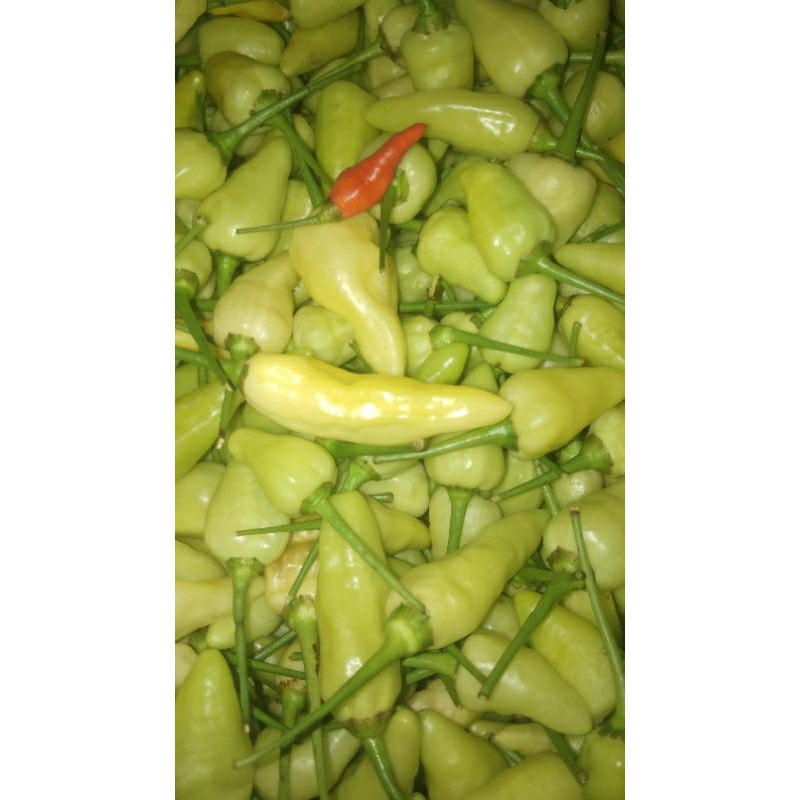 

cabai rawit pedas