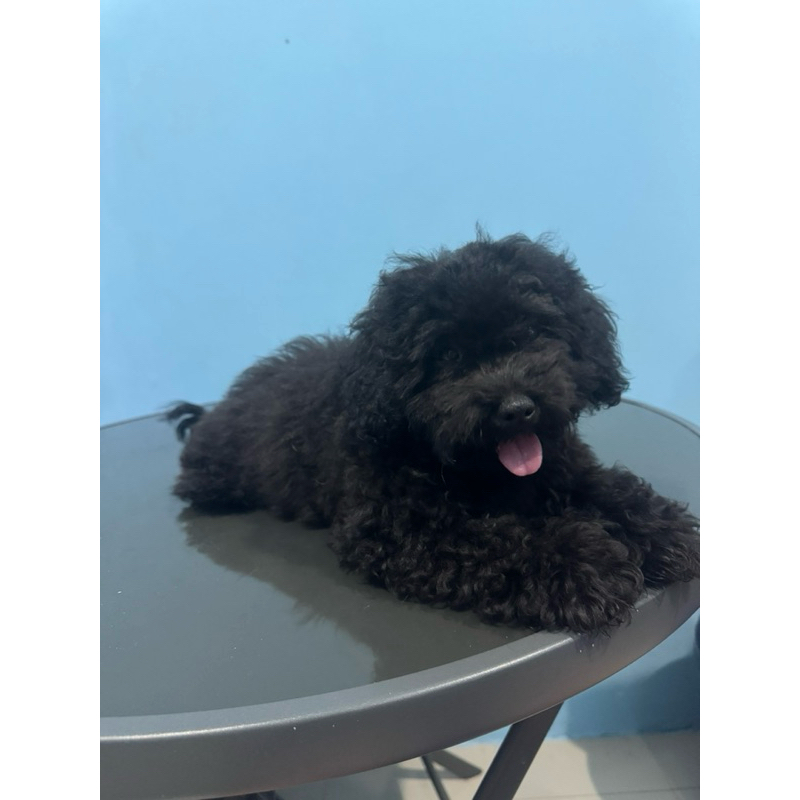 Anak Anjing Poodle Black Betina Vaksin