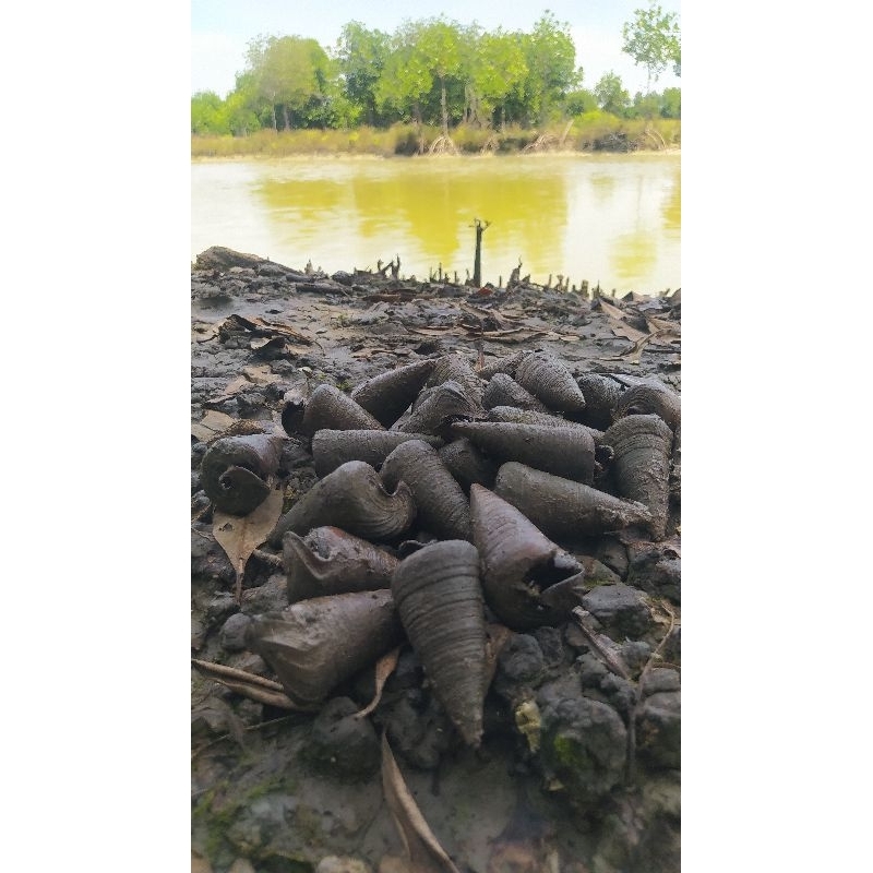

KEONG SEDUT BESAR BESAR FRESH / SIPUT KERUCUT BAKAU KEONG KELORAK SEGAR 1 KG