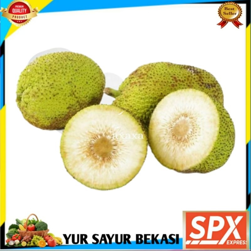 

Buah Sukun (Perbiji).