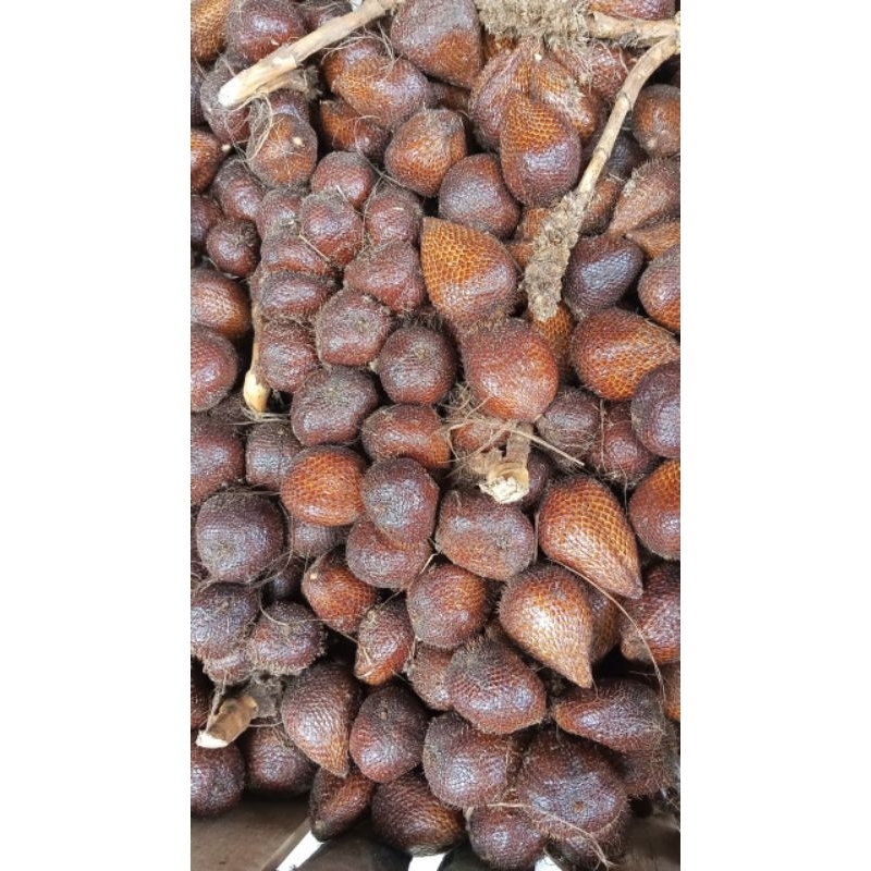

Salak Pondoh Jawa per 1kg