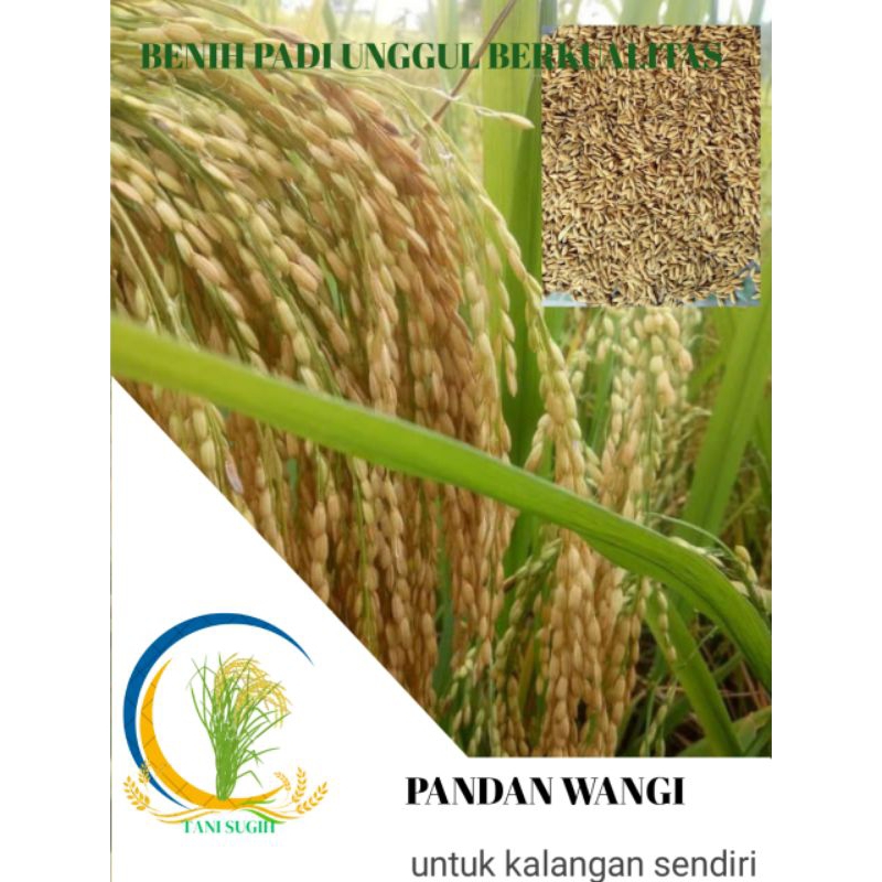 Benih/bibit padi PANDAN WANGI kemasan 5kg