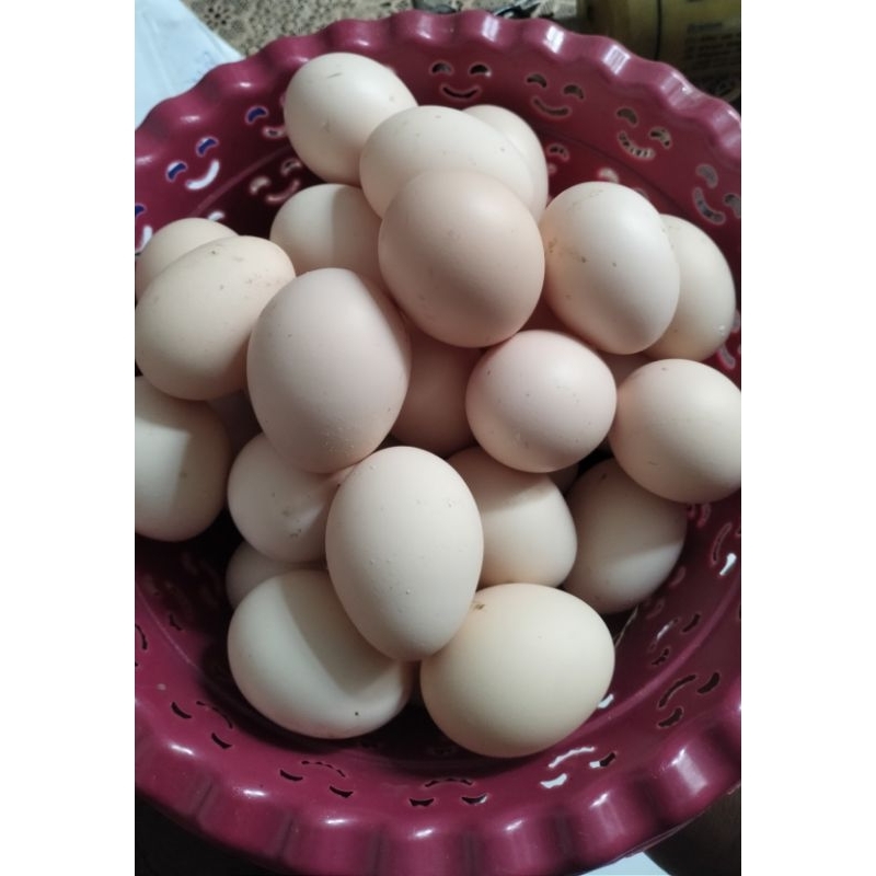 

Telur ayam kampung asli buat jamu, di jamin fresh