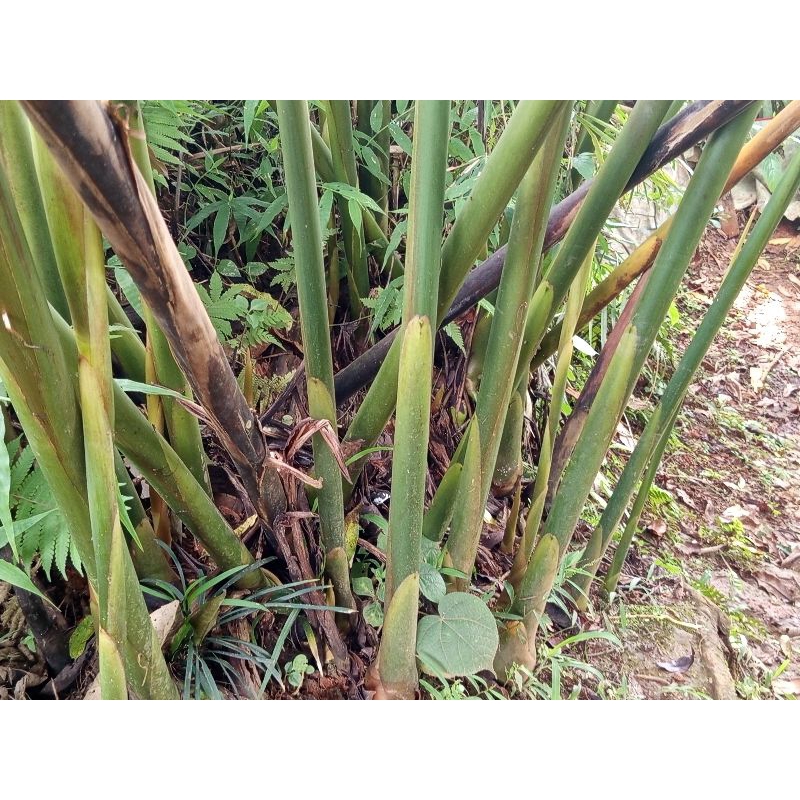 

bunga kecombrang segar 500gram