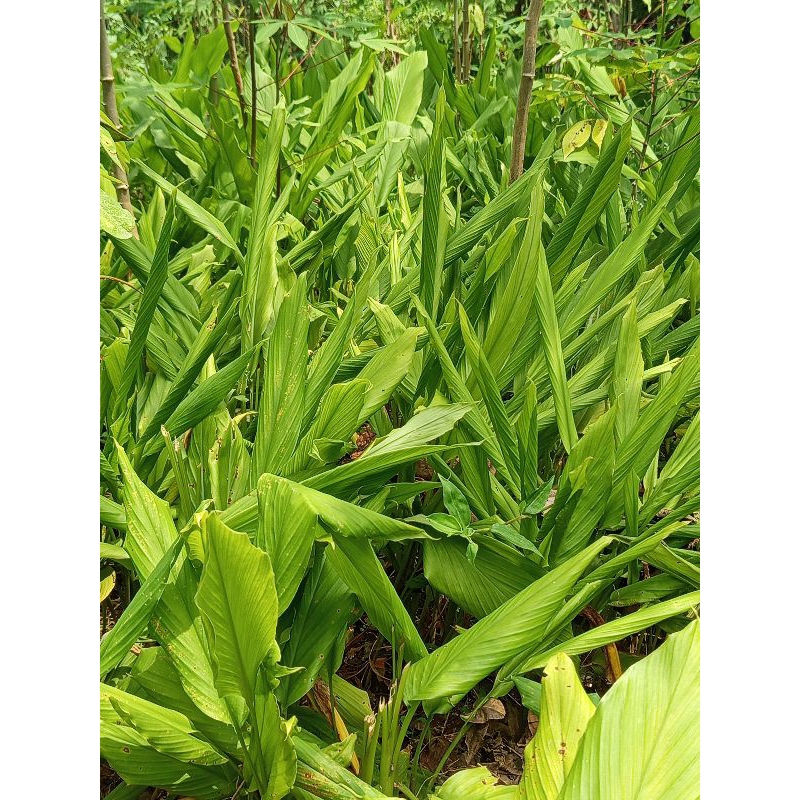 

daun kunyit muda segar 1kg