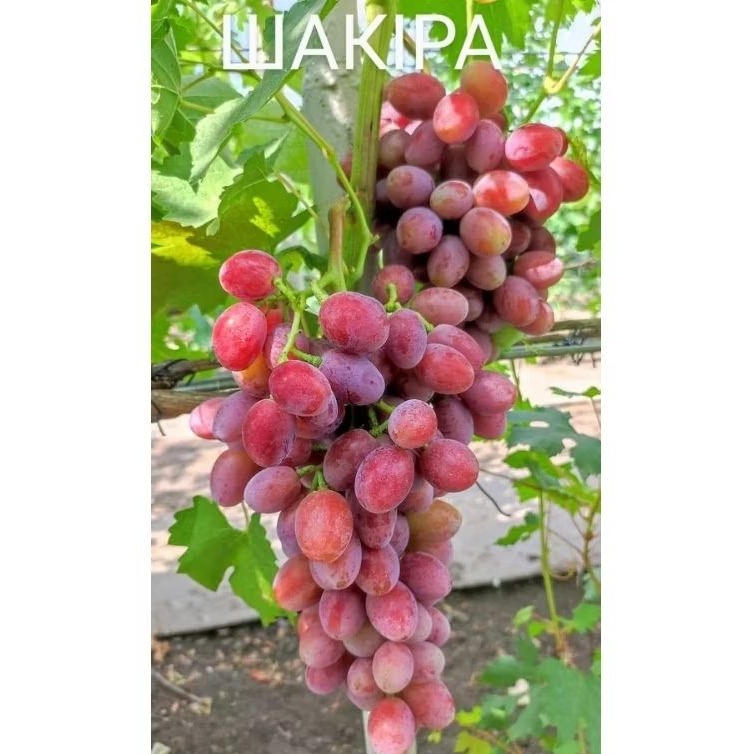 

bibit anggur shakira