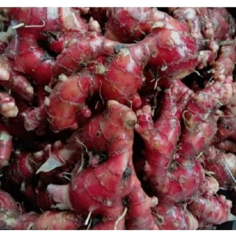 

jahe merah kecil 1kg
