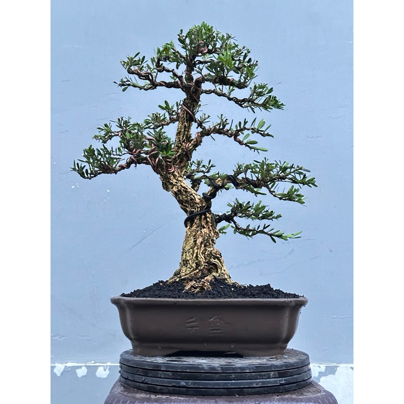 Bonsai boxus harlandi medium