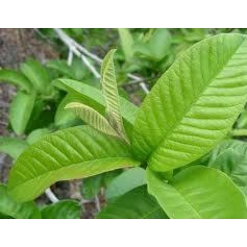 

Pucuk Daun Jambu Mete Atau Jambu Monyet Per Ikat