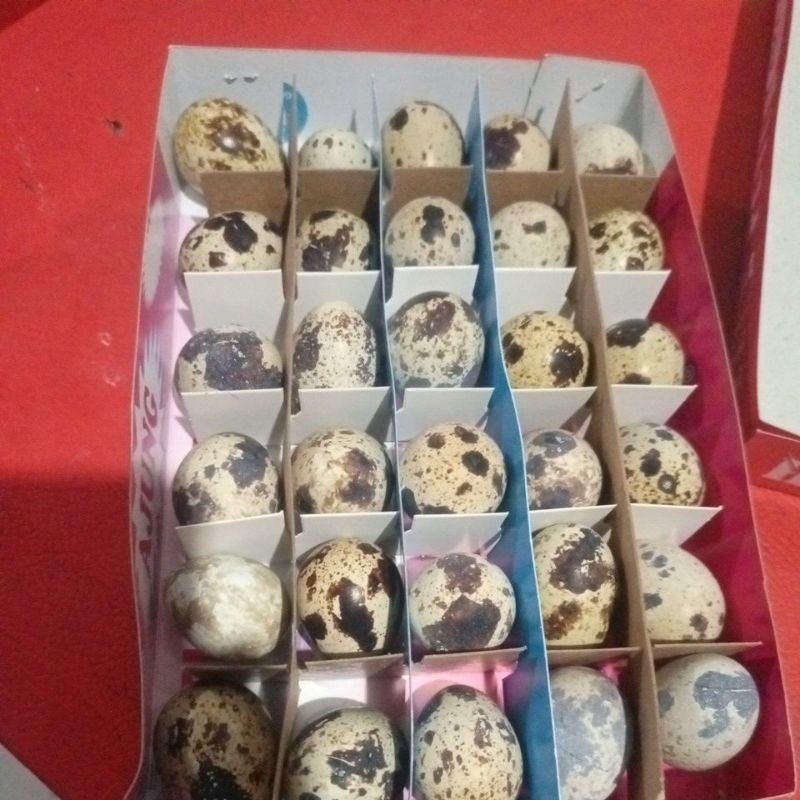 

telur puyuh mentah