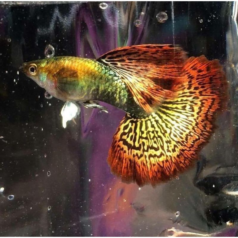 Paking Sterofoam Ikan Hias Guppy ReD Dragon HM Sepasang IndukanHiasan Aquarium