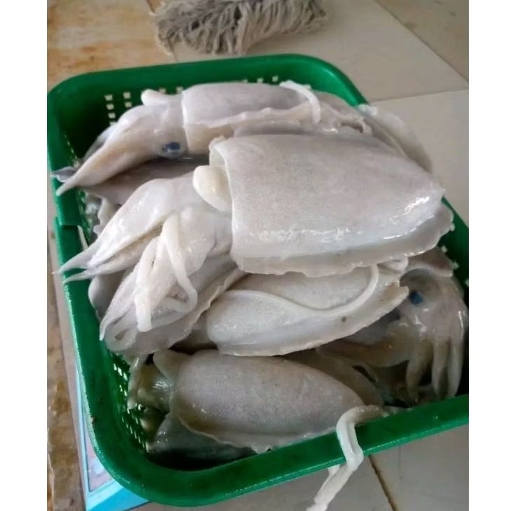 

Blakutak Besar Segar Blakutak hitam Besar 1kg