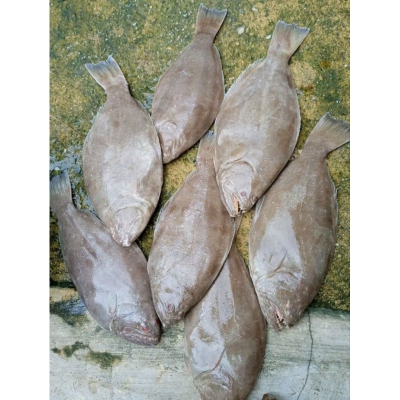 

Ikan sebelah hasil laut Ikan laut Segar 1kg