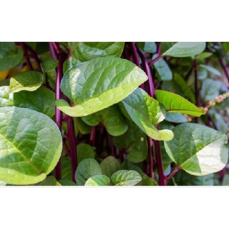 

daun binahong serat unggu herbal alami 50 lembar