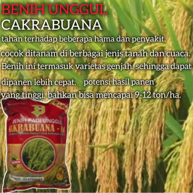 Benih padi unggul CAKRABUANA 04 SUPER (1KG)