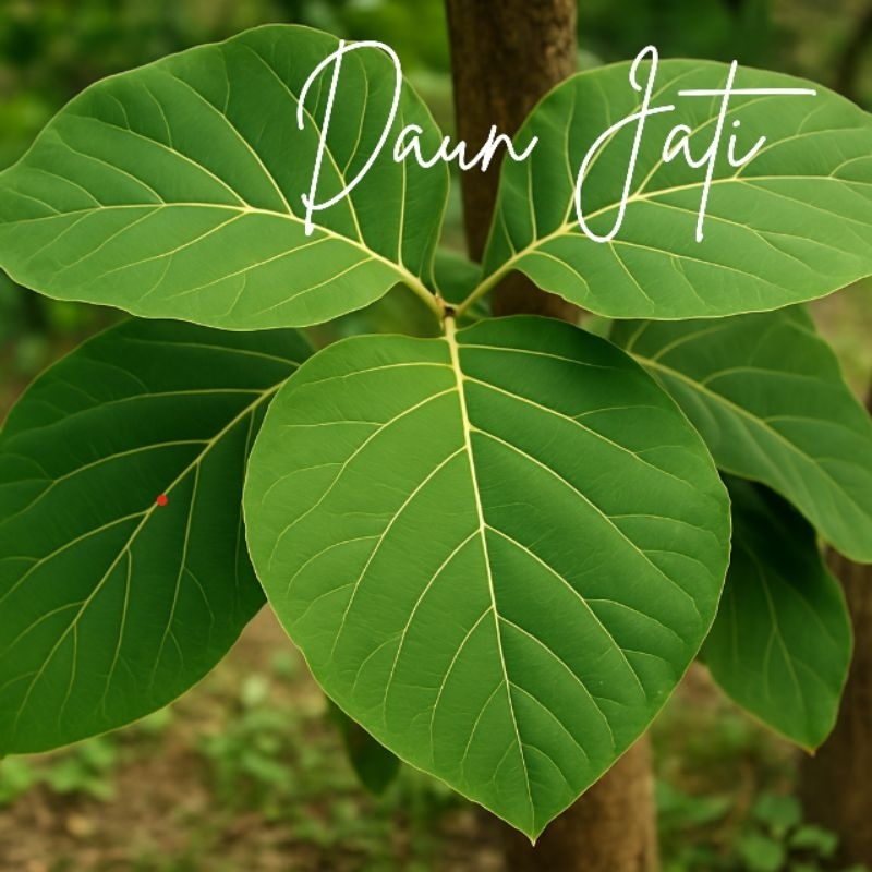 

Daun jati segar order masuk baru petik