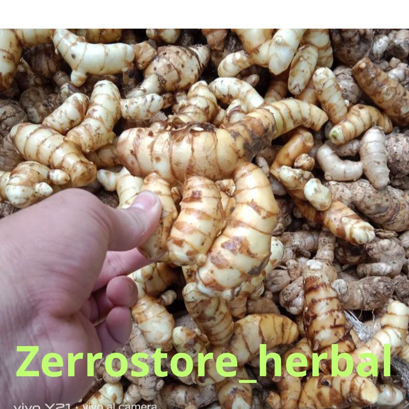 

KUNYIT PUTIH SEGAR KEMASAN 500 GRAM