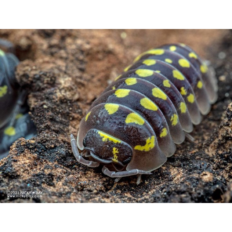 isopod armadillidum gestroi