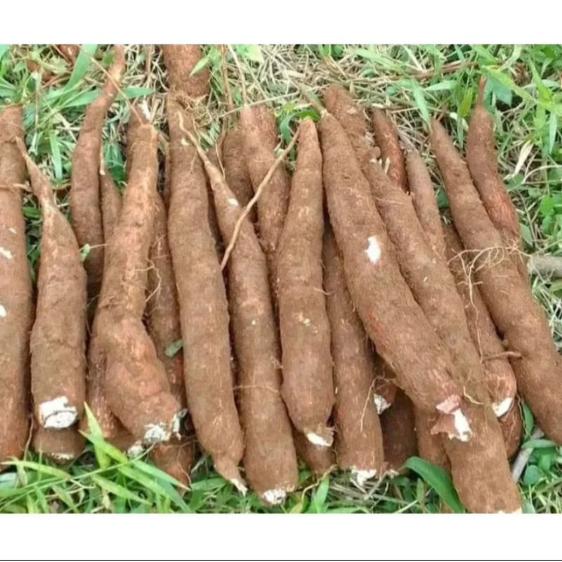 

singkong permas segar 1kg
