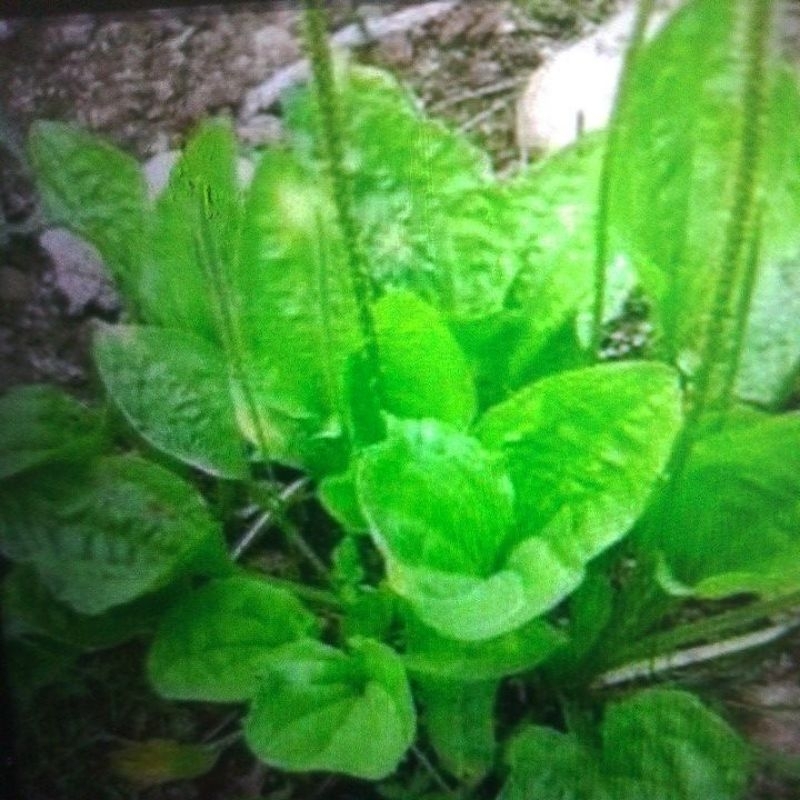 

daun sendok/daun Ki urat 100% segar/250g