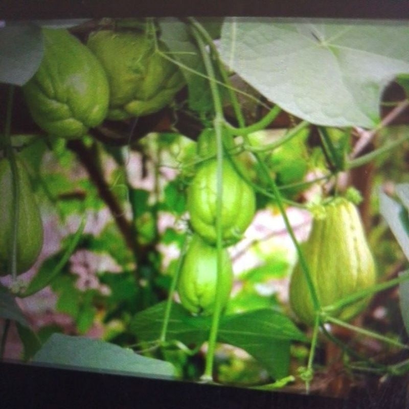 

labu Siam/lejet/500g